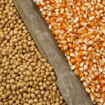 Soybean Export Inspections Climb While Corn and Wheat Decline — New Rockford Community news